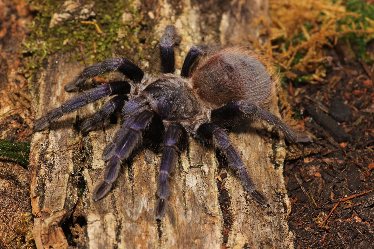 Lasiocyano sazimai 4.5" Female / Brazilian blue