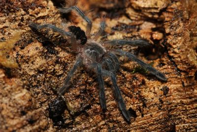Spiderlings