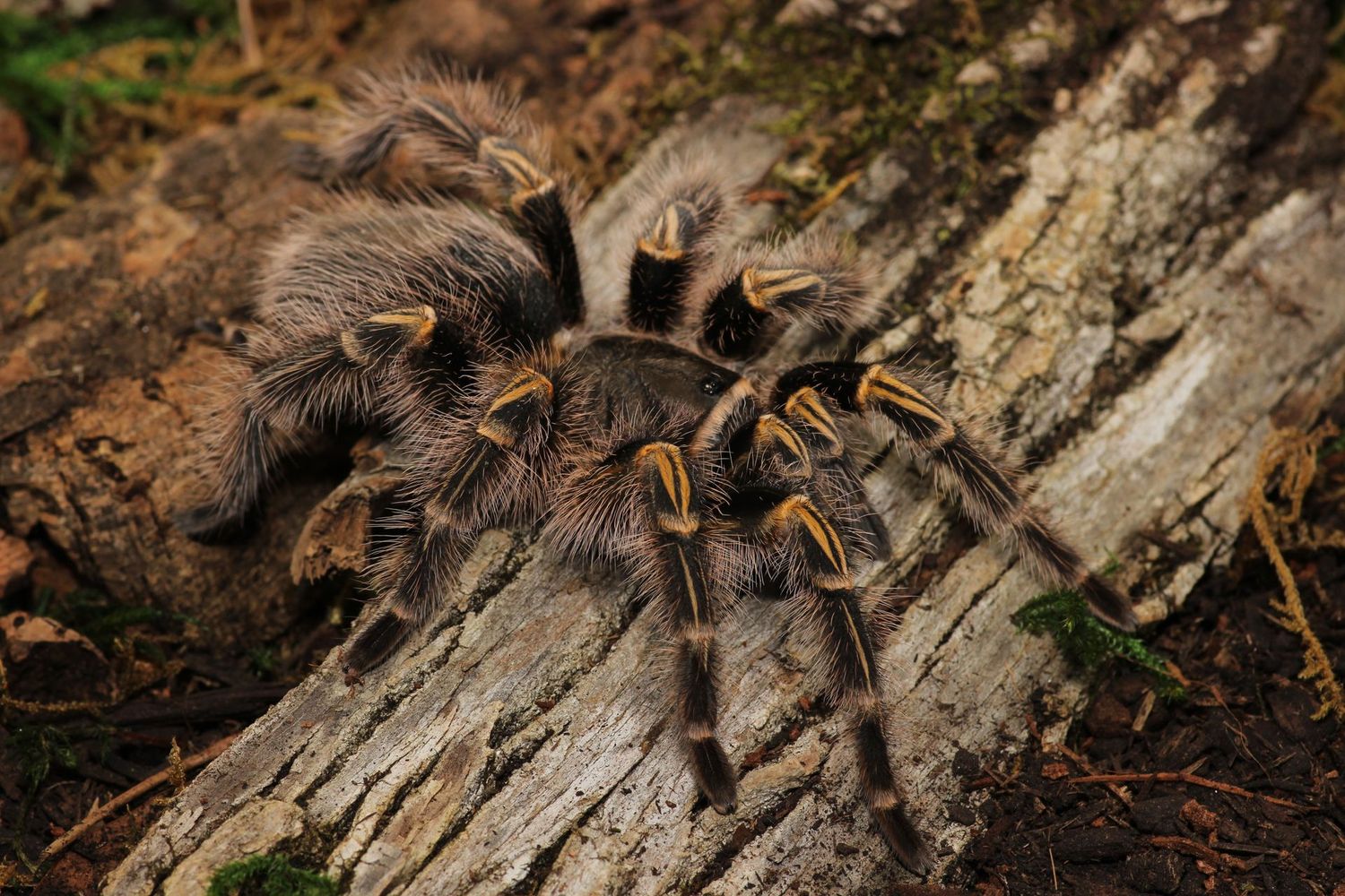 Grammostola pulchripes 5" Female / Chaco golden knee