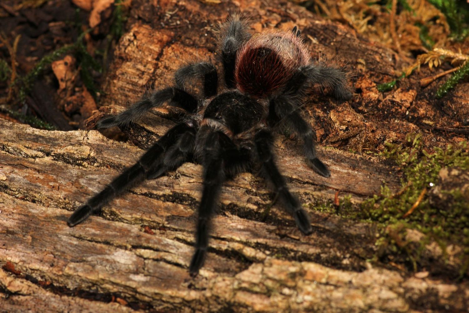 Grammostola acteon 3" Male / Brazilian red rump