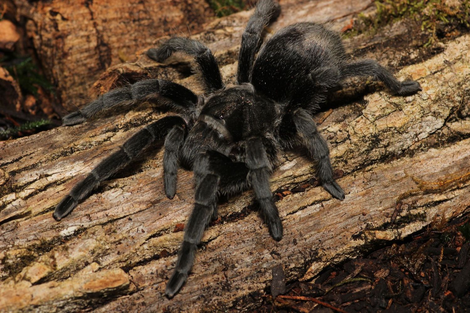 Grammostola pulchra 2.5-3" Female / Brazilian black