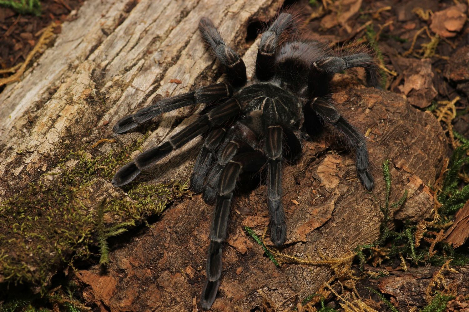 Pamphobeteus insignis 6" Female (Rare) / Purple bloom