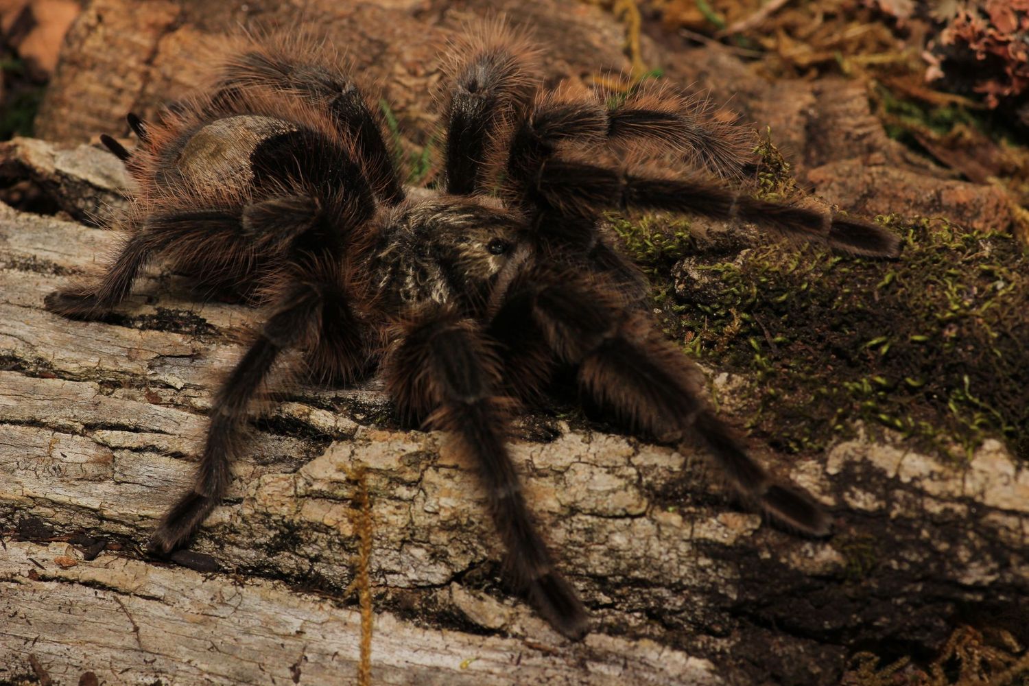 Grammostola grossa 6" Female / Guarani giant