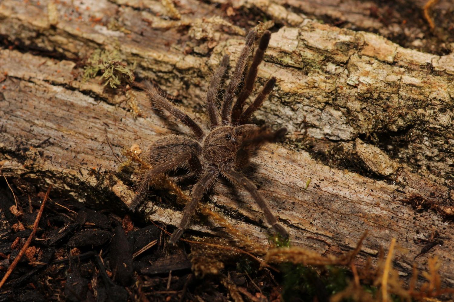 Cyriopagopus lividis 1.5" Cobalt blue