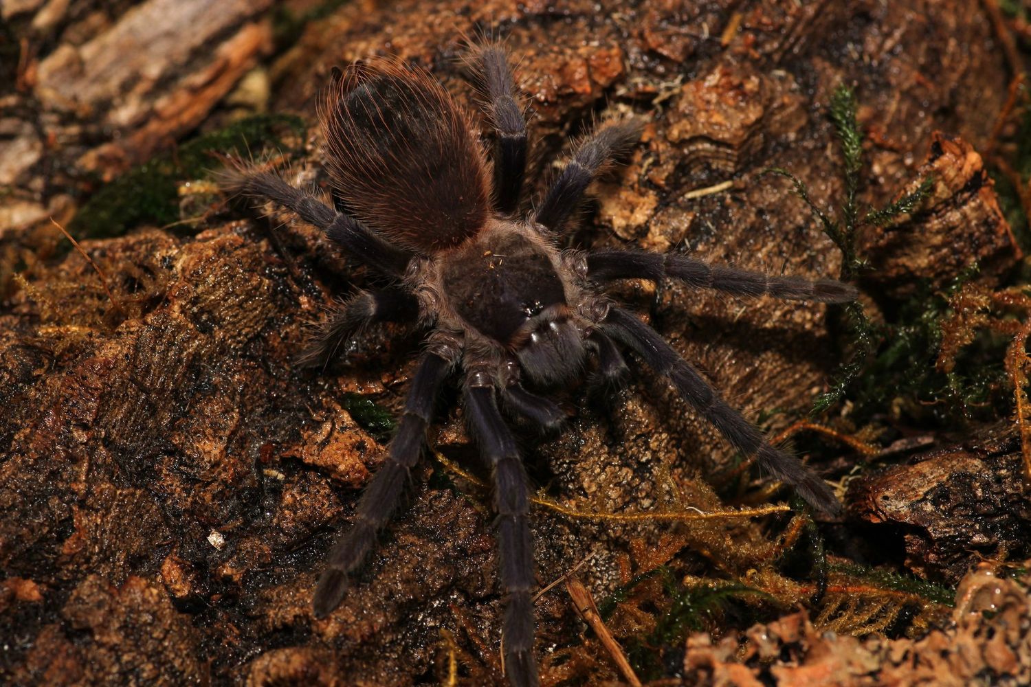 Lasiocyano sazimai 3" Brazilian blue