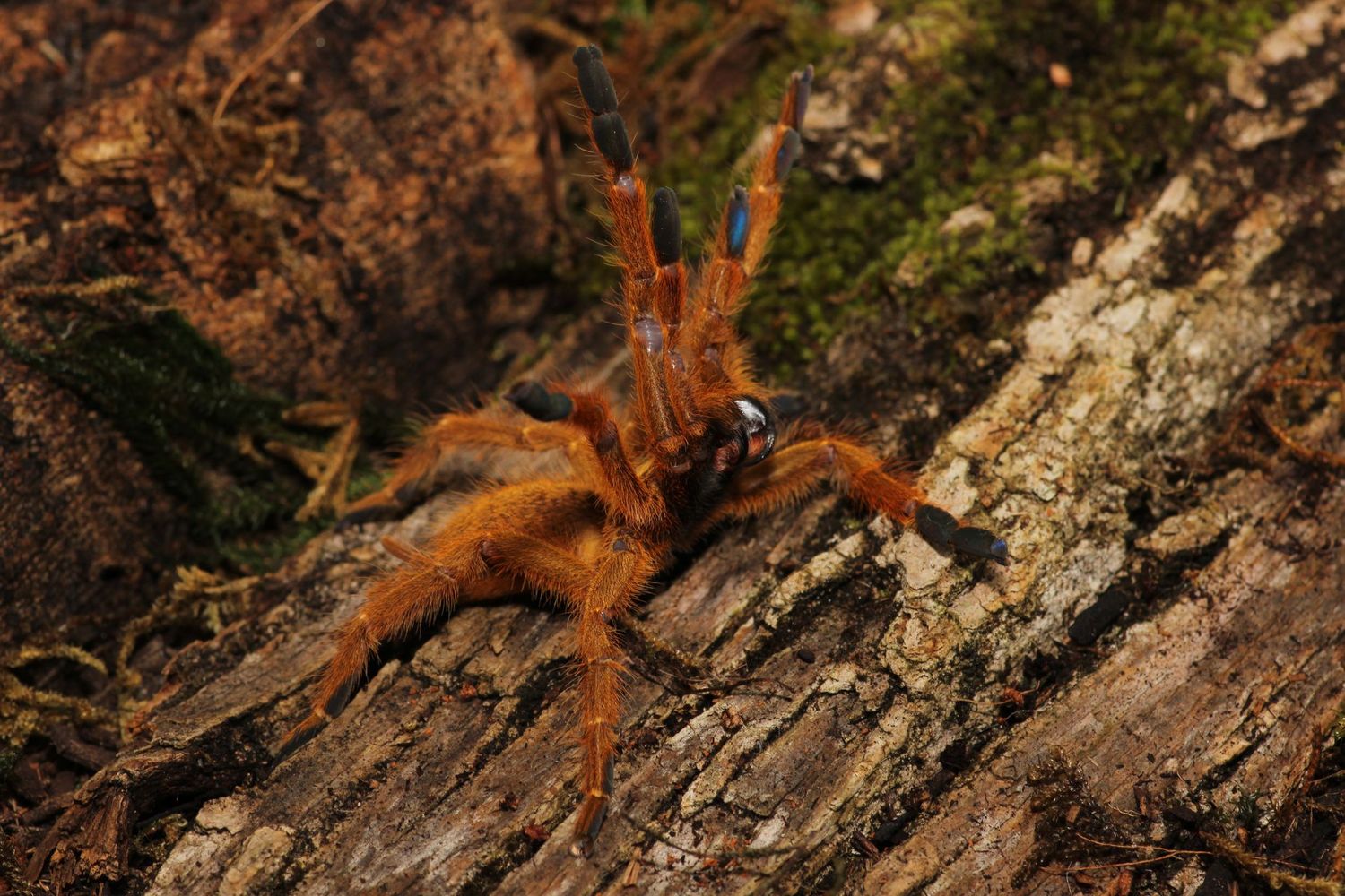 Pterinochilus murinus 3 1/2" Orange baboon