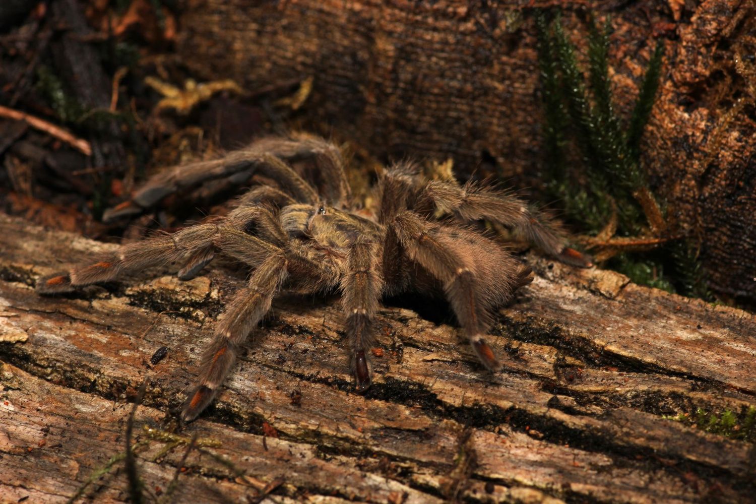 Psalmopoeus cambridgei 2"