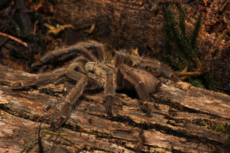 Psalmopoeus cambridgei 2"