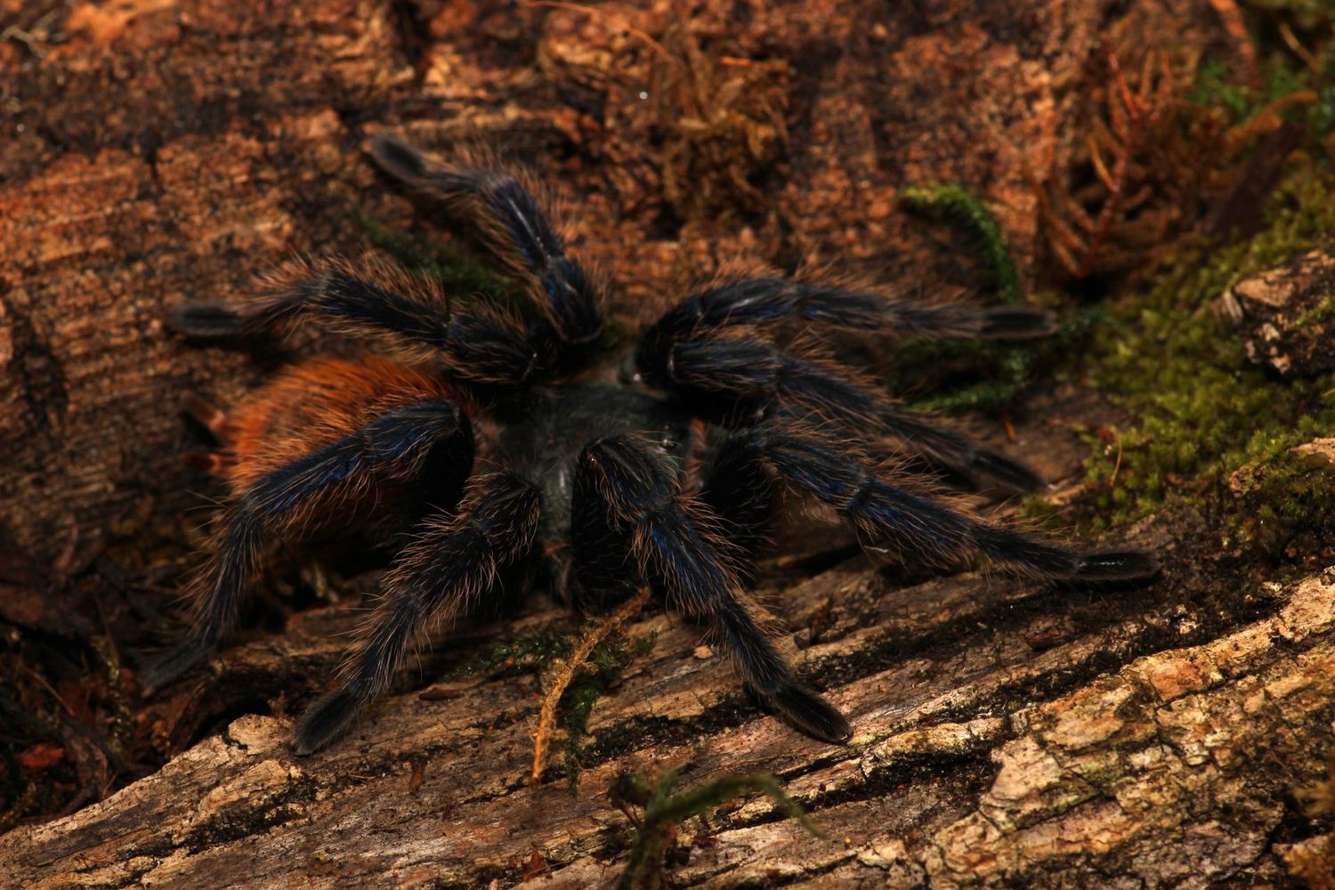 Chromatopelma cyaneopubescens 2-3"  Green bottle blue