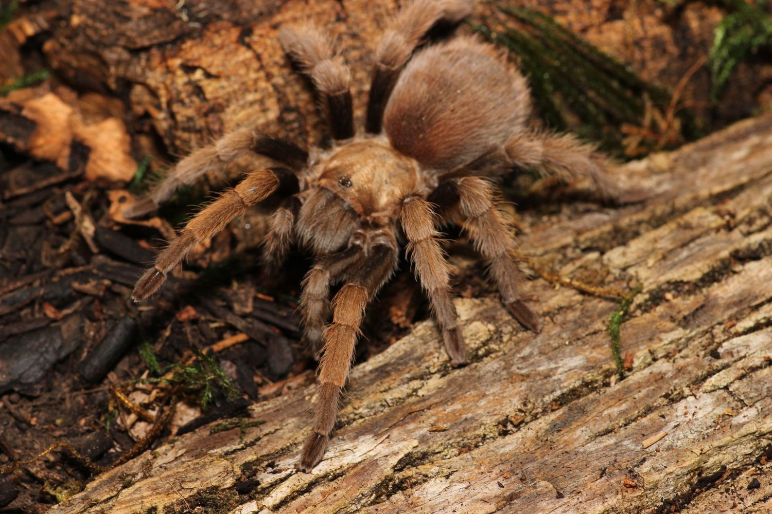 Aphonopelma vorhiesi 3.5" Male /  Tucson bronze