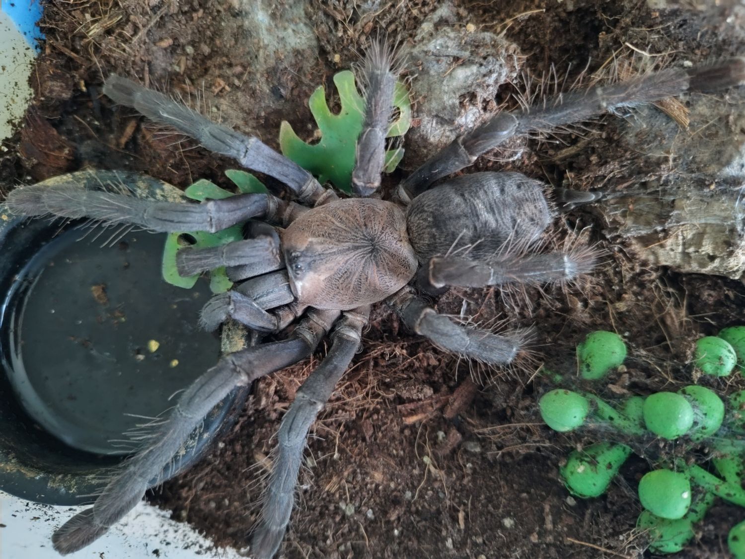 Cyriopagopus sp Hati Hati 5" Female / Purple earth tiger
