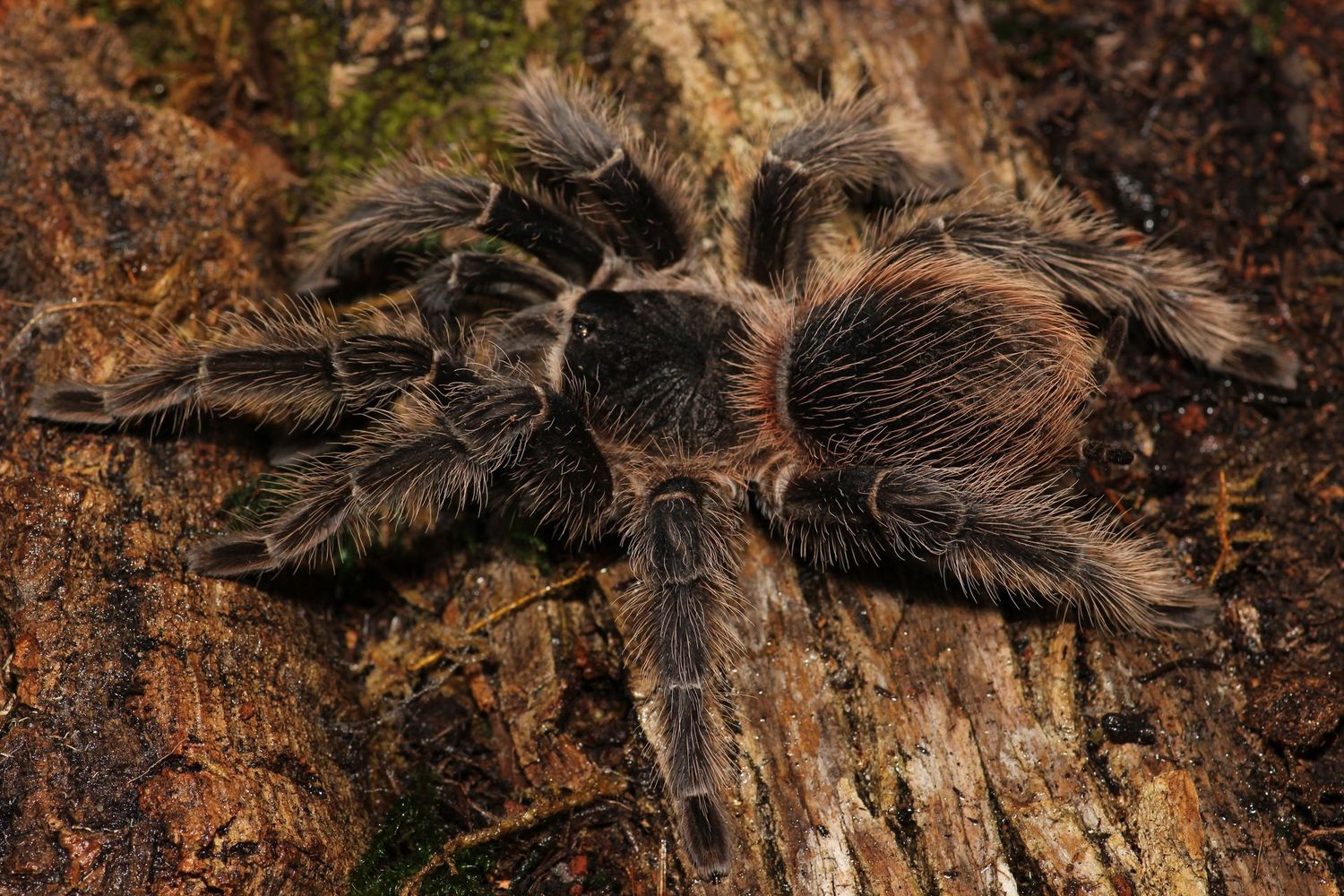 Lasiodora striatipes 6" Female / Bahia gray birdeater