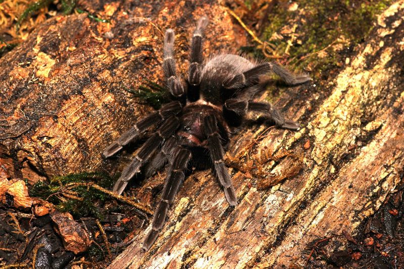 Theraphosinae sp Roatan 4.5-5" Female / Roatan Island purple