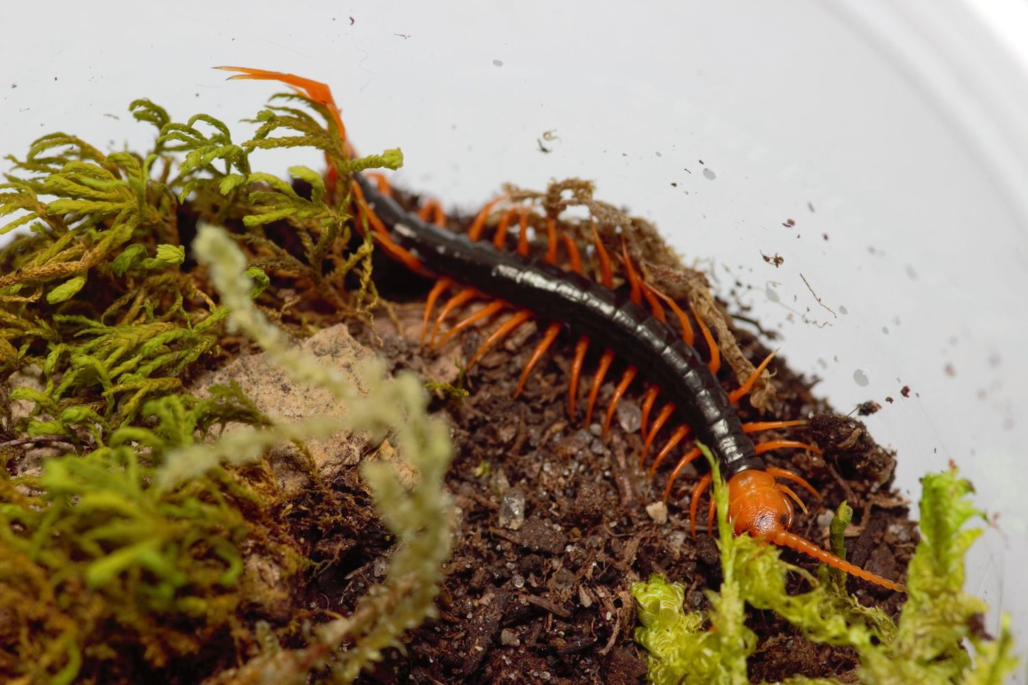 Scolopendra dehaani 1"+  Yellow leg Vietnamese centipede