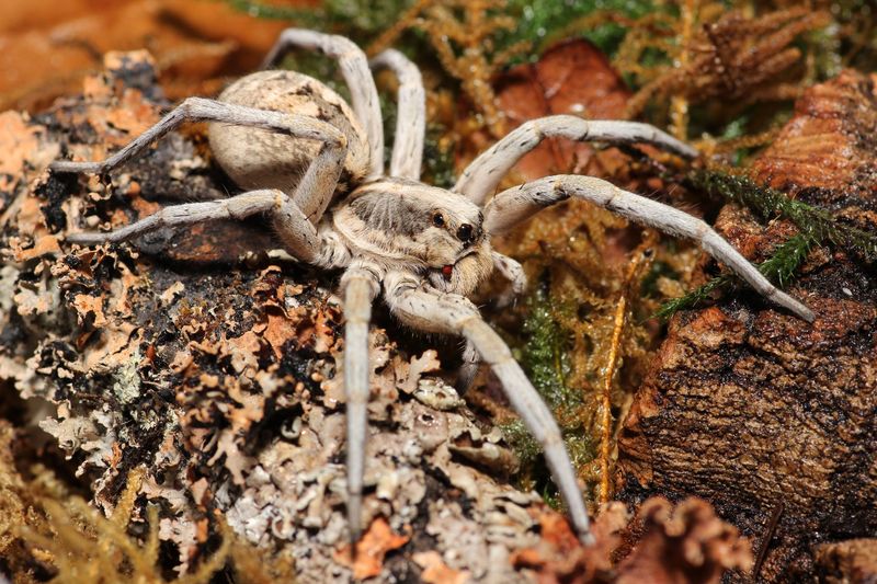Hogna carolinensis Juvenile to Sub adults Unsexed / Carolina wolf spider