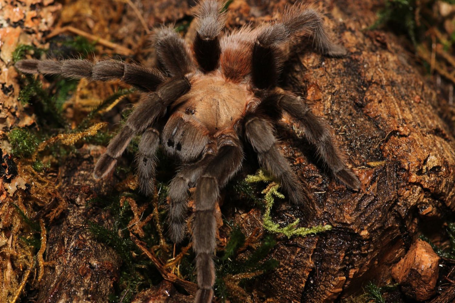 Aphonopelma anax 3-4" Unsexed / Texas tan