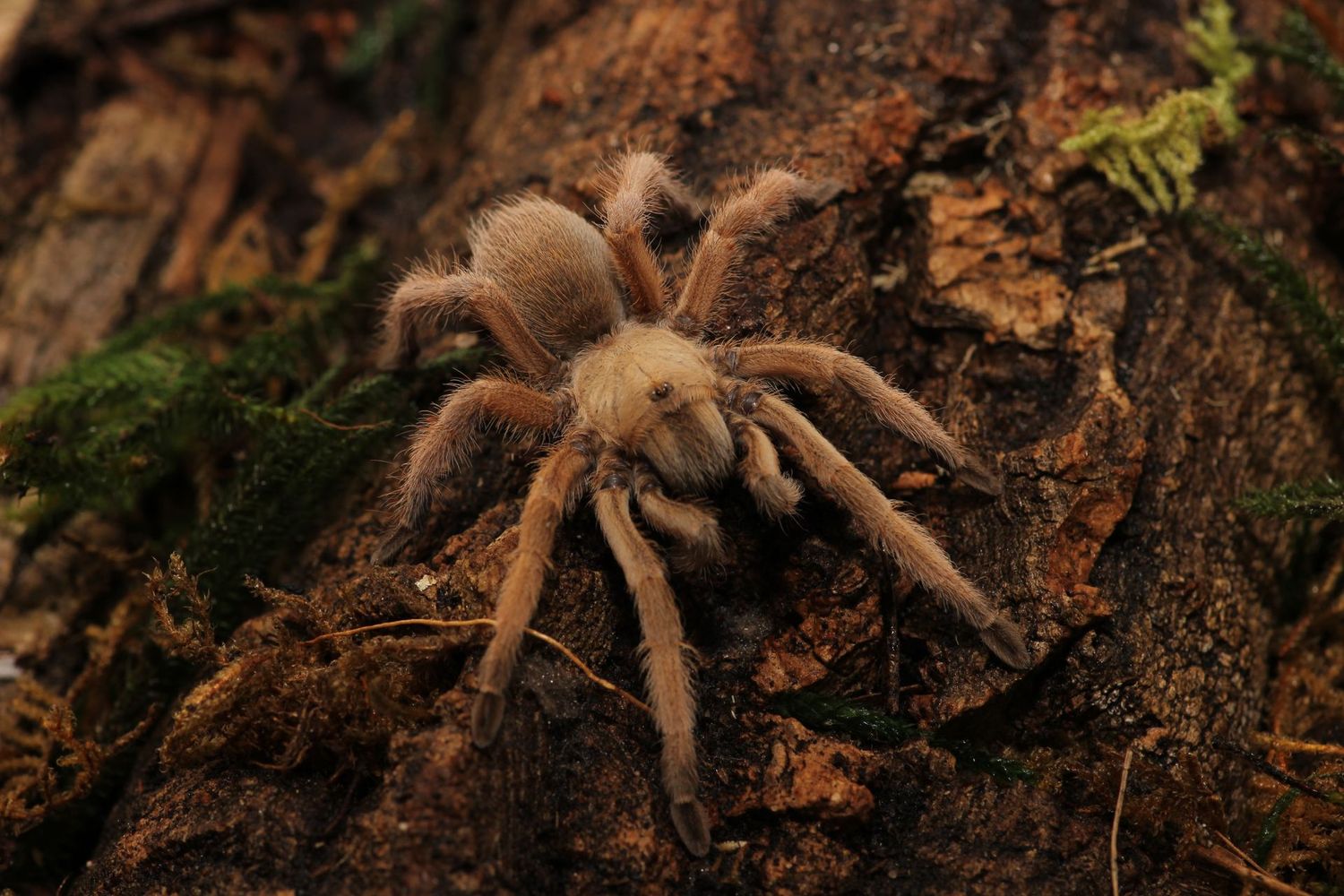Aphonoplema moderatum 2"+ / Rio grand gold