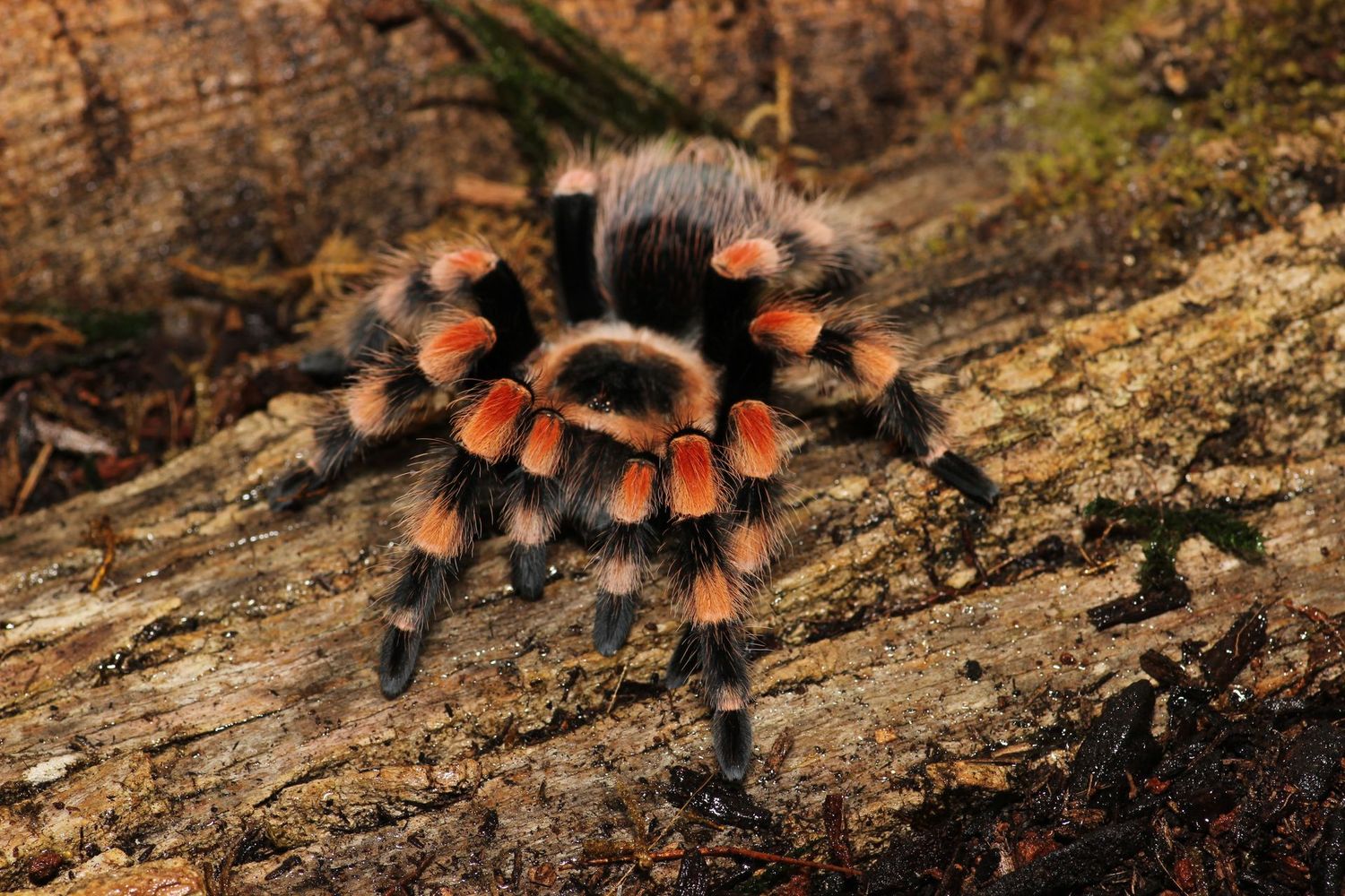 Brachypelma smithi 3.5" Female / Giant Mexican red knee