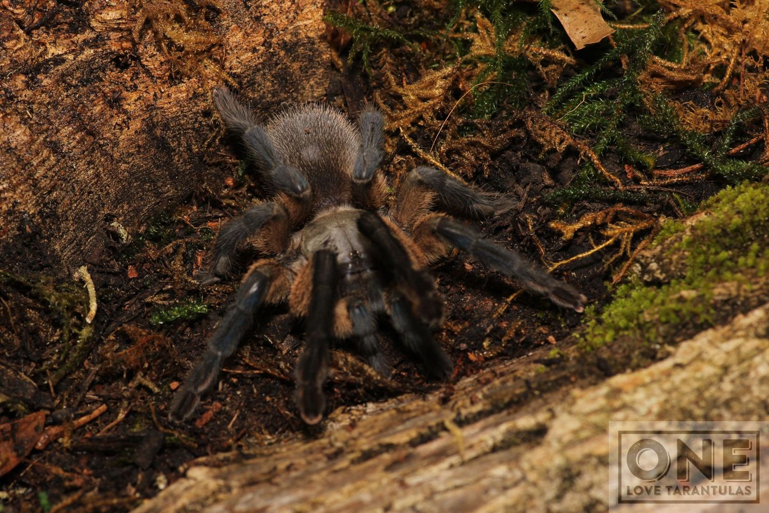 Monocentropus balfouri 4-5" Female / Socotra island blue baboon