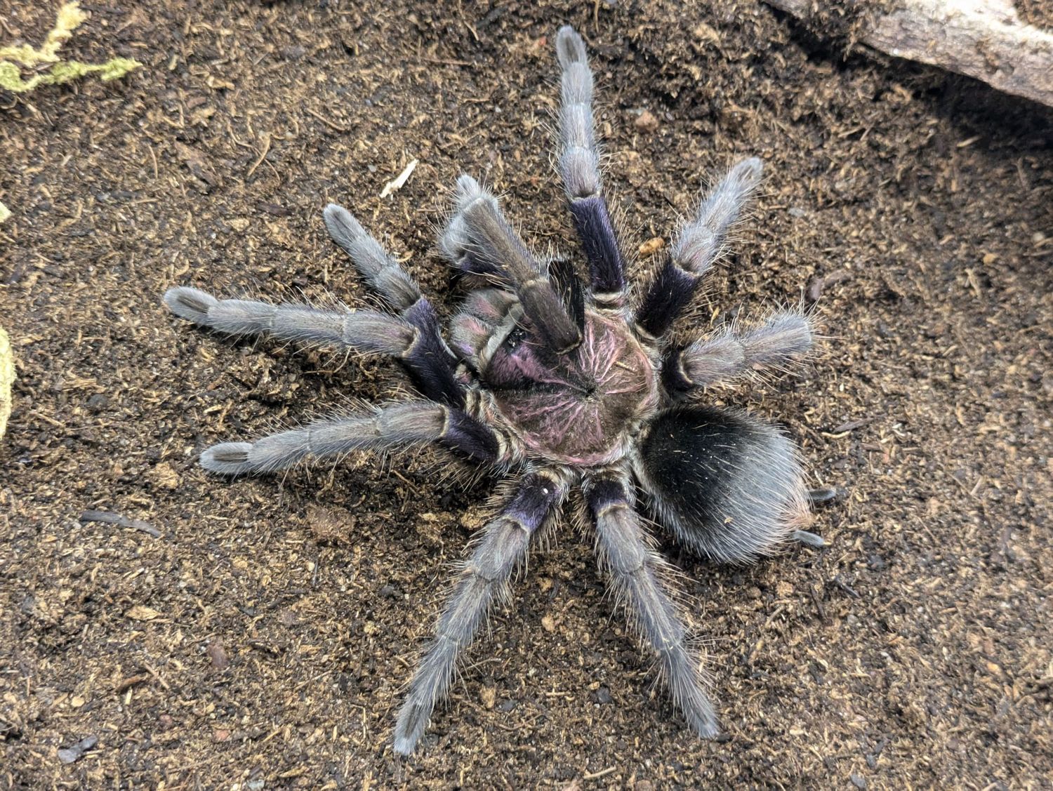 Phormictopus sp Dominican purple 5" Female / Dominican purple birdeater