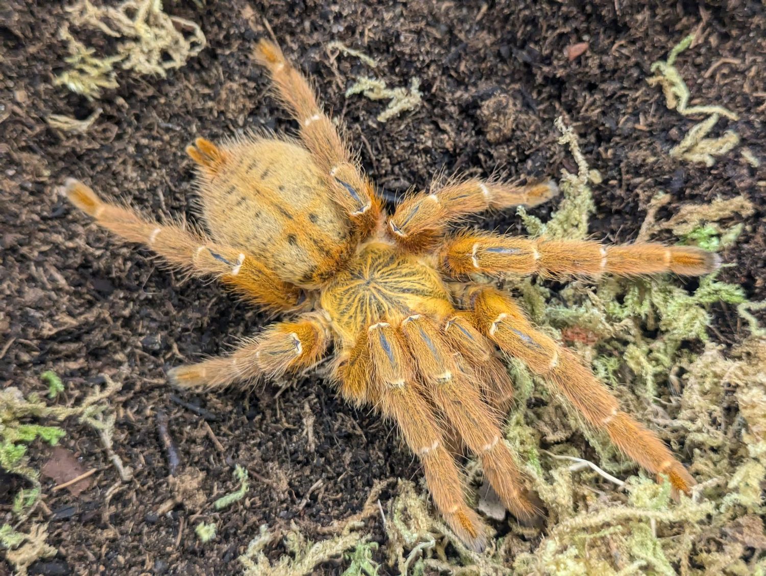 Pterinochilus murinus 4" Female / Usambra orange baboon tarantula