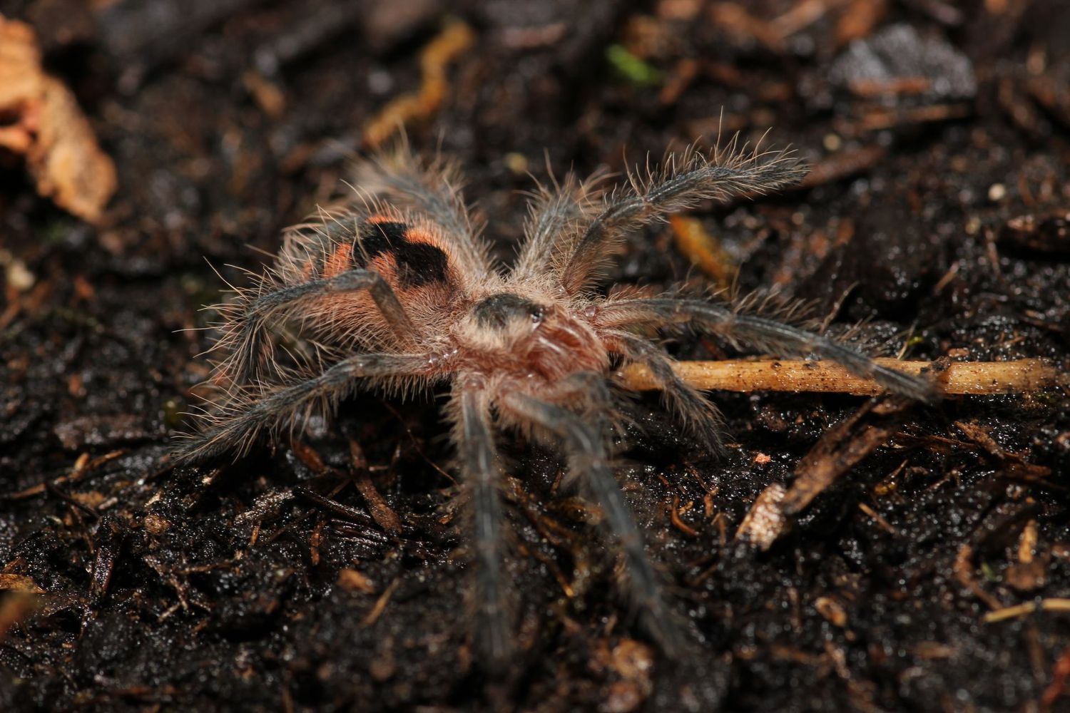 Pamphobeteus sp Machala 3/4" Equador purple bloom