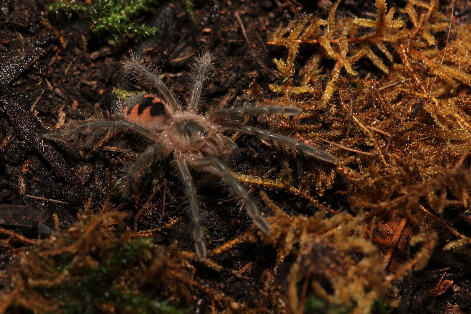 Pamphobeteus sp Tigris 1.5" Ecuadorian birdeater