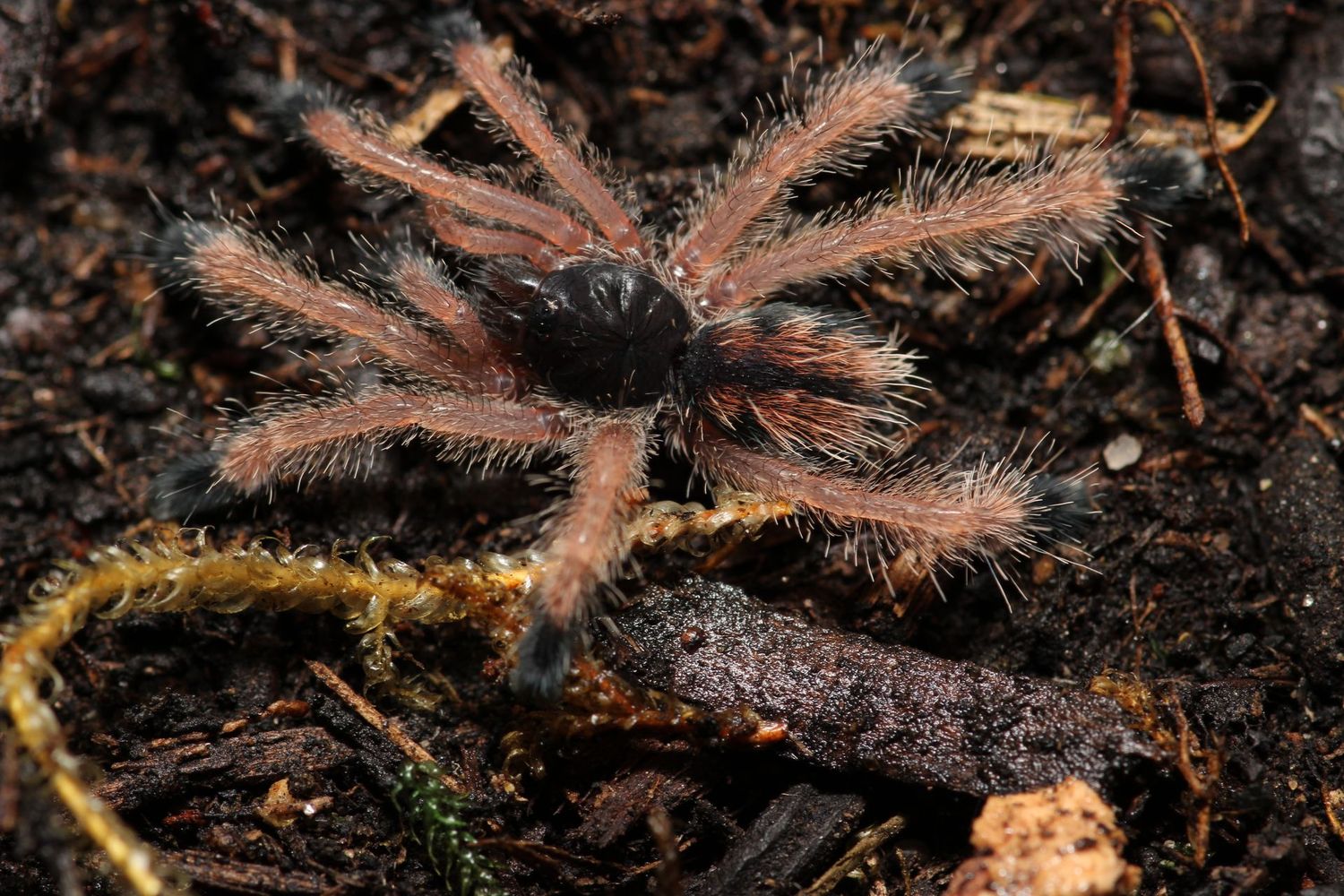 Avicularia sp Boa Vista 3/4" Boa Vista pinktoe