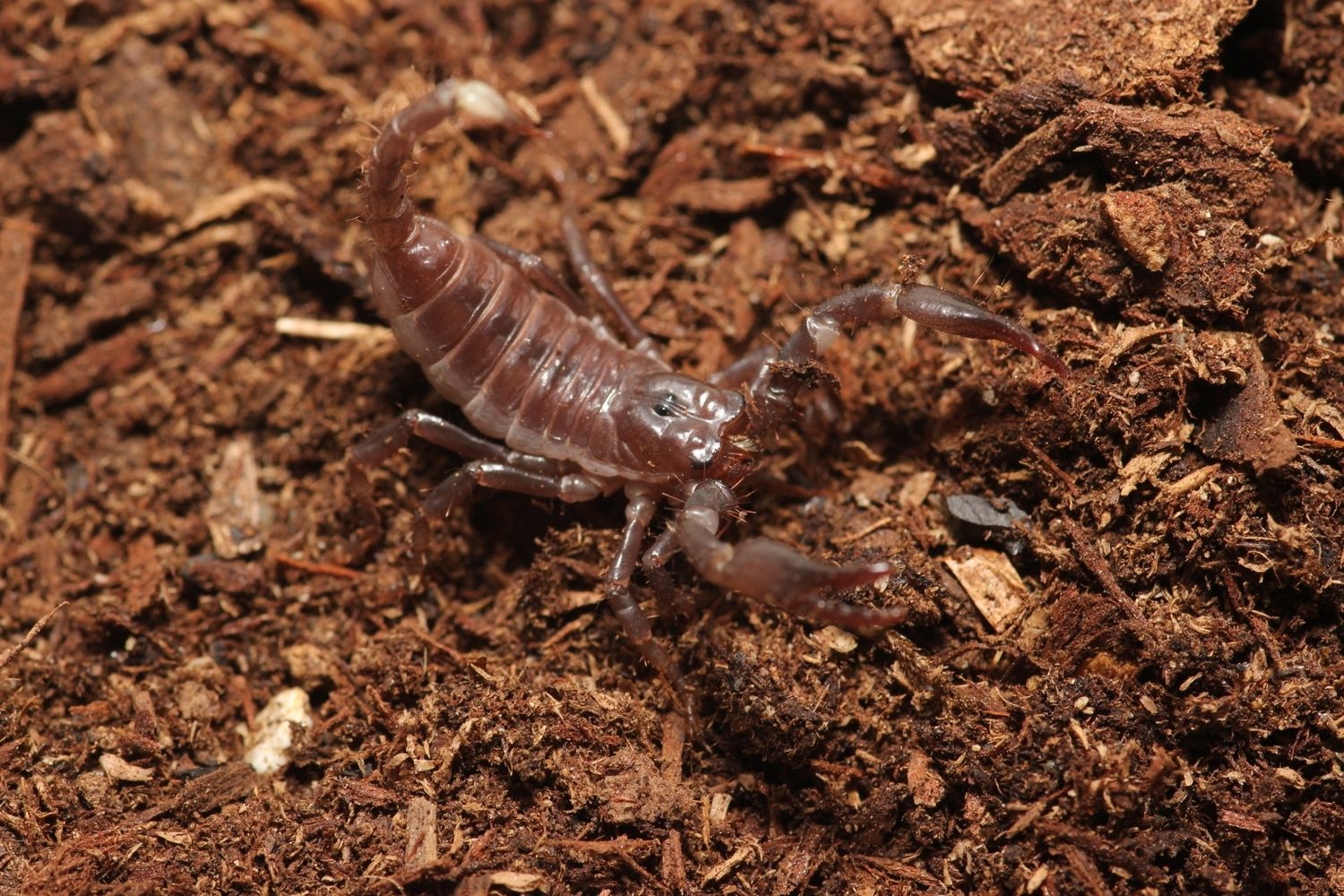 Heterometrus spinifer Captive Bred 3-4i Giant Asian forest scorpion
