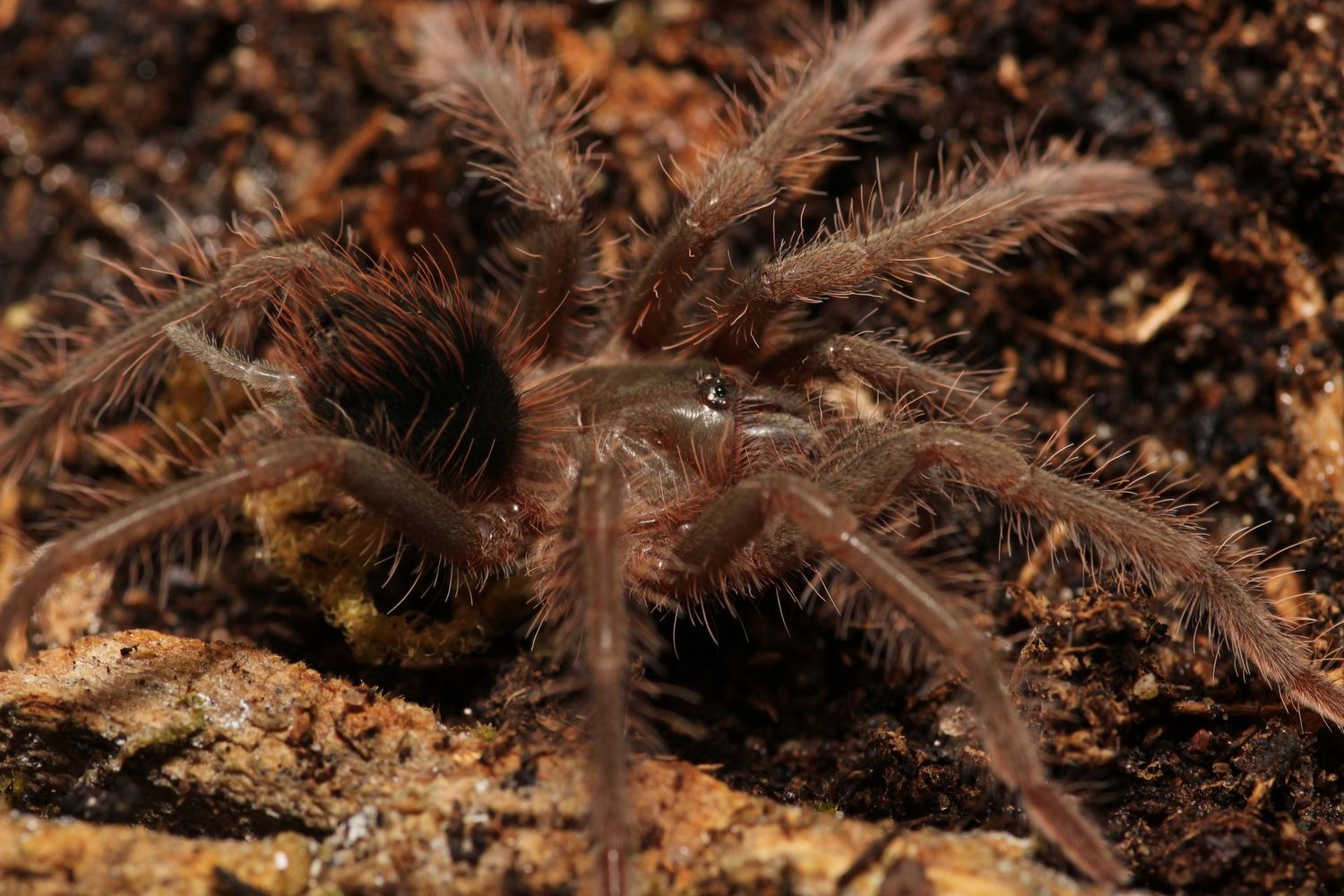Pamphobeteus c.f. antinous 1.5" Big black
