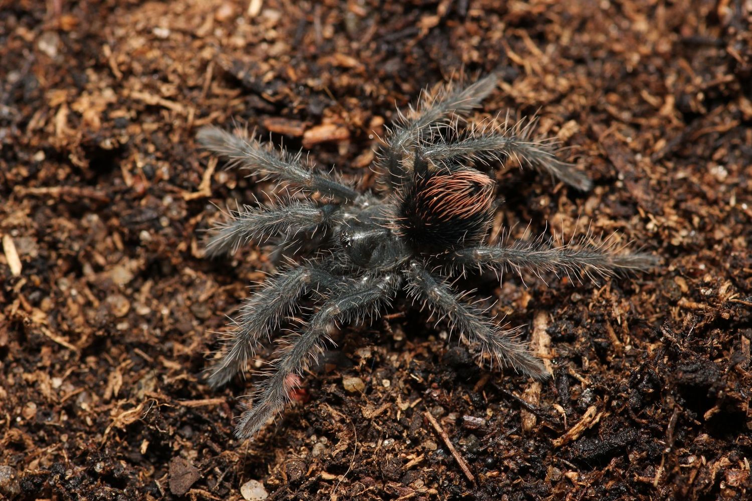 Pamphobeteus insignis (Columbian) 3/4" Columbia