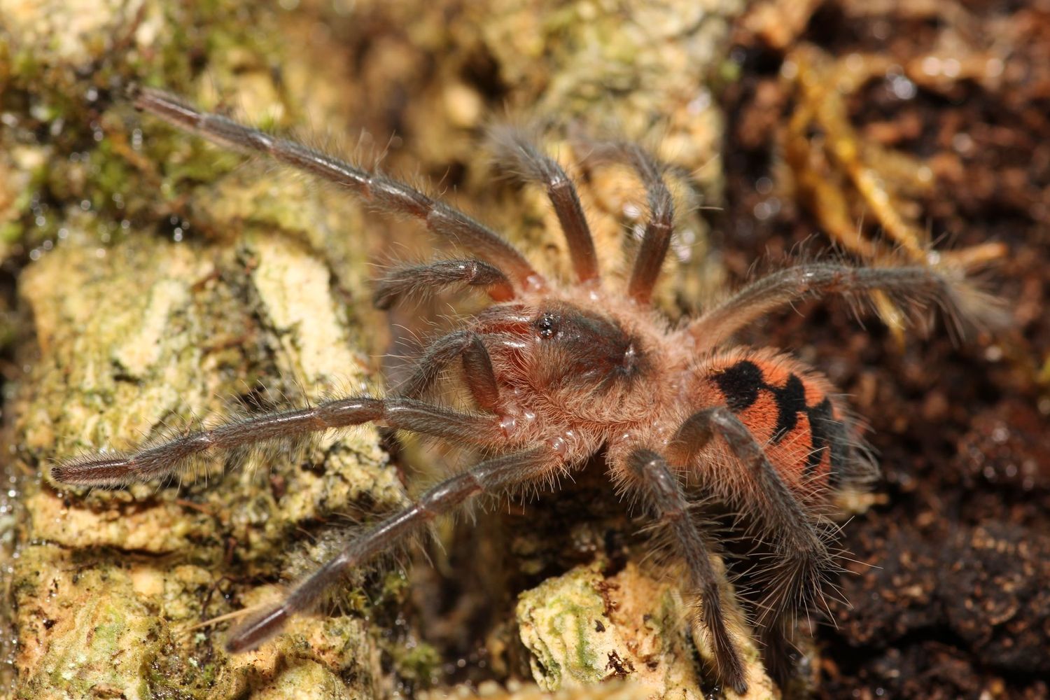 Pamphobeteus sp Manganegra 1"