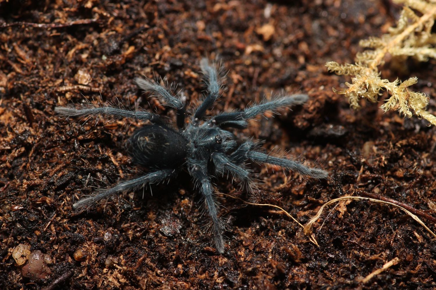 Phormictopus sp. Full green 1"