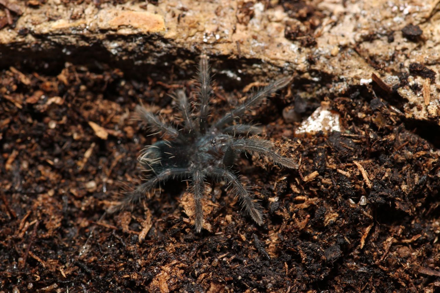Phormictopus sp Oriente 3/4" Punta Cana