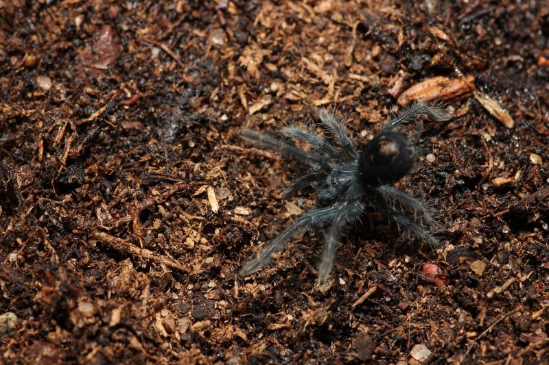 Phormictopus sp Sabana 1/2"
