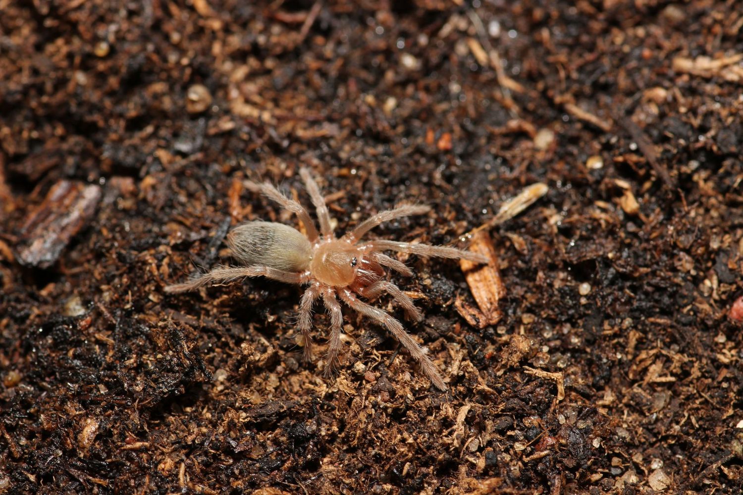 Aphonopelma burica 1/2" Costa Rican blue front