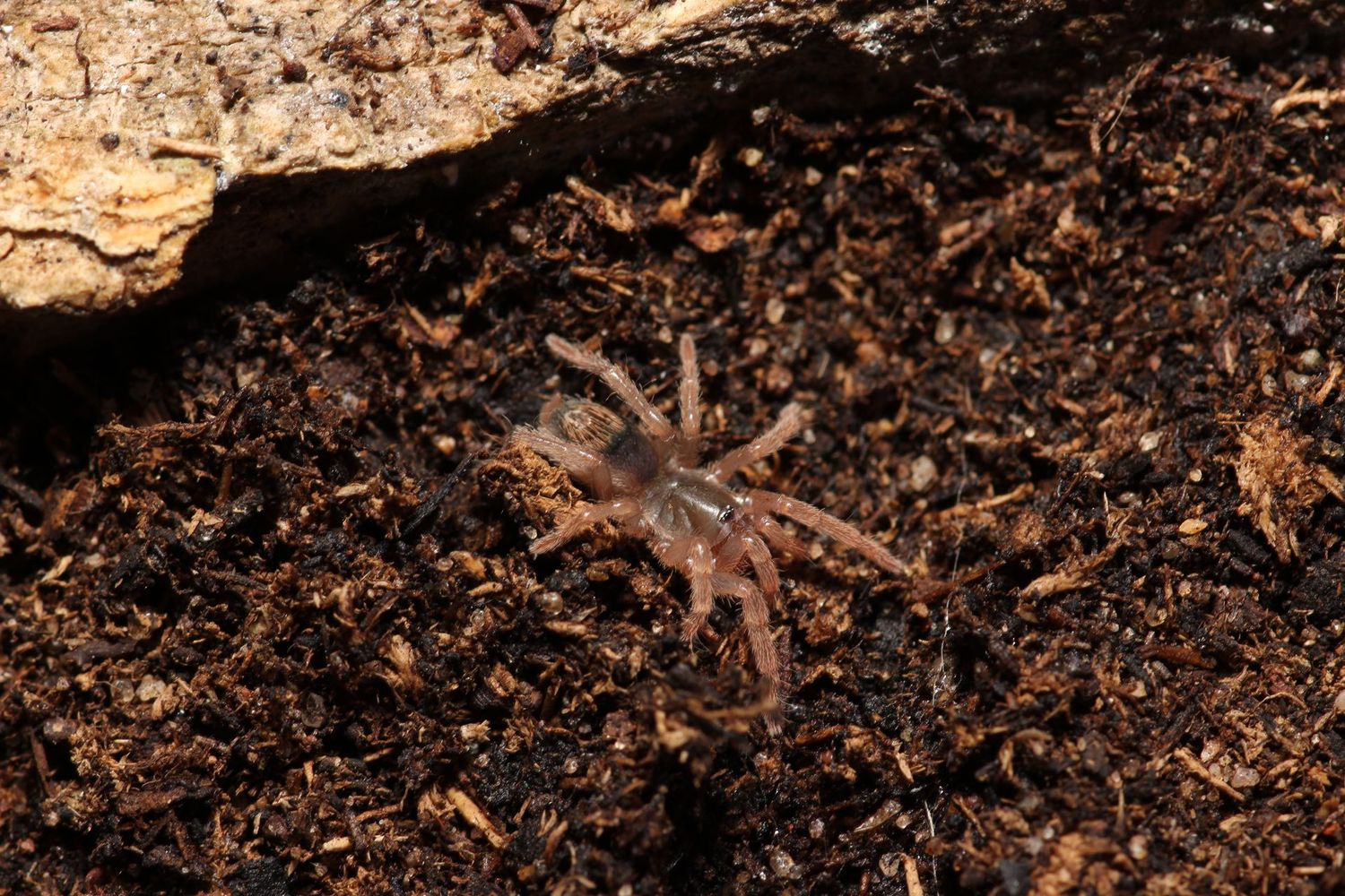 Neostenotarsus sp Suriname 1/2" Suriname dwarf