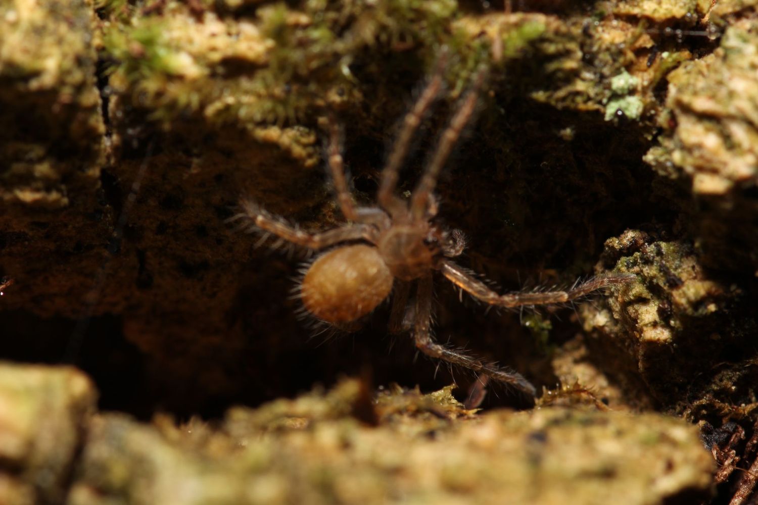 Holconia murrayensis 1/4" Banded huntsman