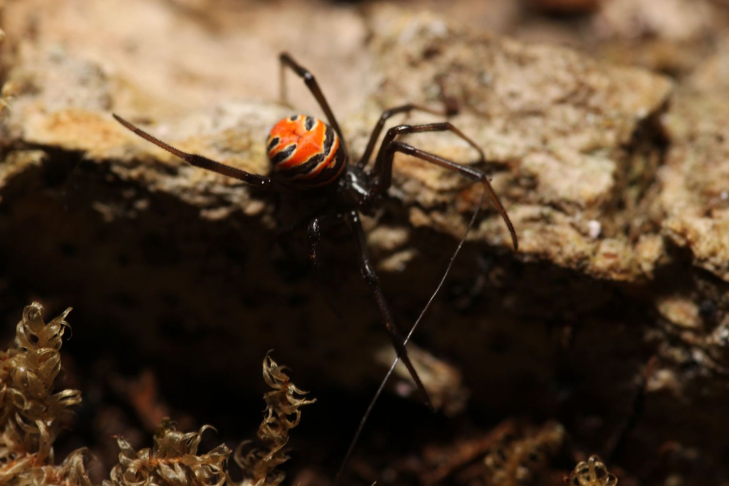 Latrodectus elegans Females 1/4" Laos hellfire widow