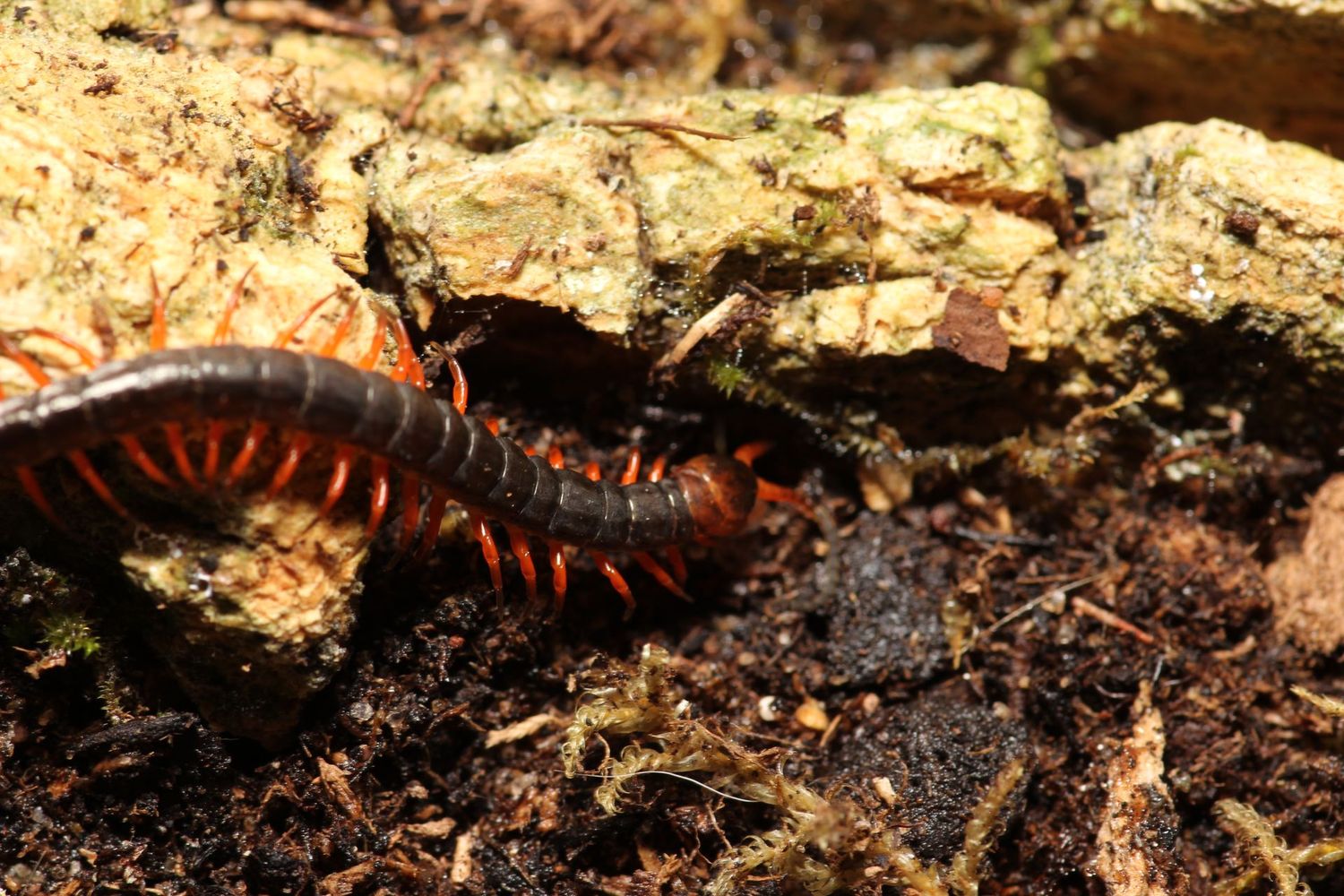 Scolopendra dehaani 1"+  Vietnamese centipede