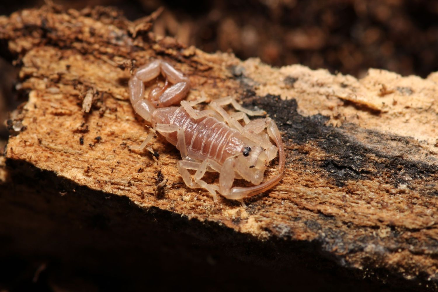 Tityus sp. Antilles 2-3i Antilles thick tailed scorpion