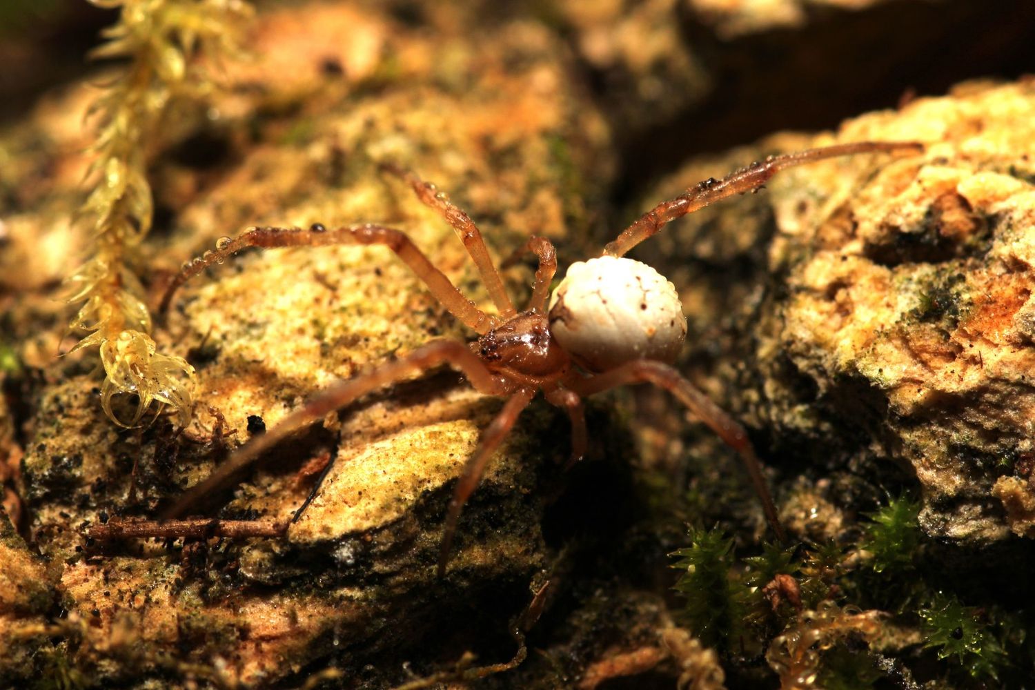 Latrodectus pallidus Females 1/4-1/2" White widow
