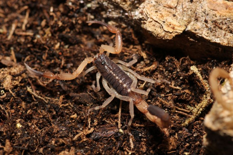 Centruroides bicolor 2-3i Two toned bark scorpion