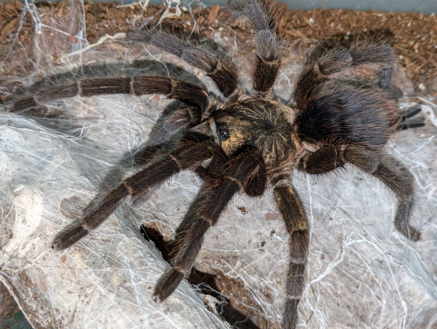 Phormictopus auratus Female 5" Cuban bronze