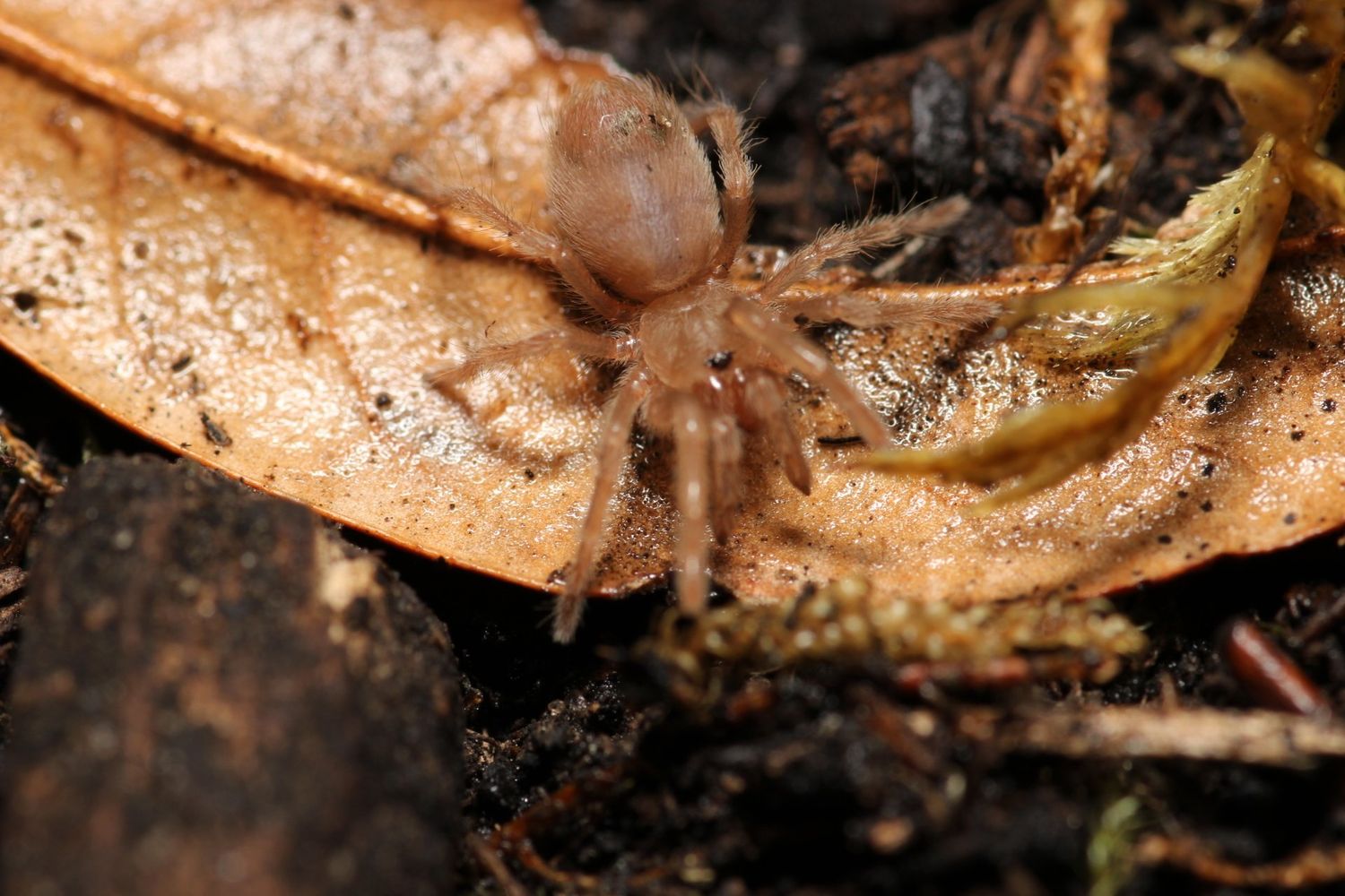 Aphonopelma chalcodes 1/4" Arizona blonde