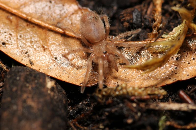 Aphonopelma chalcodes 1/4" Arizona blonde
