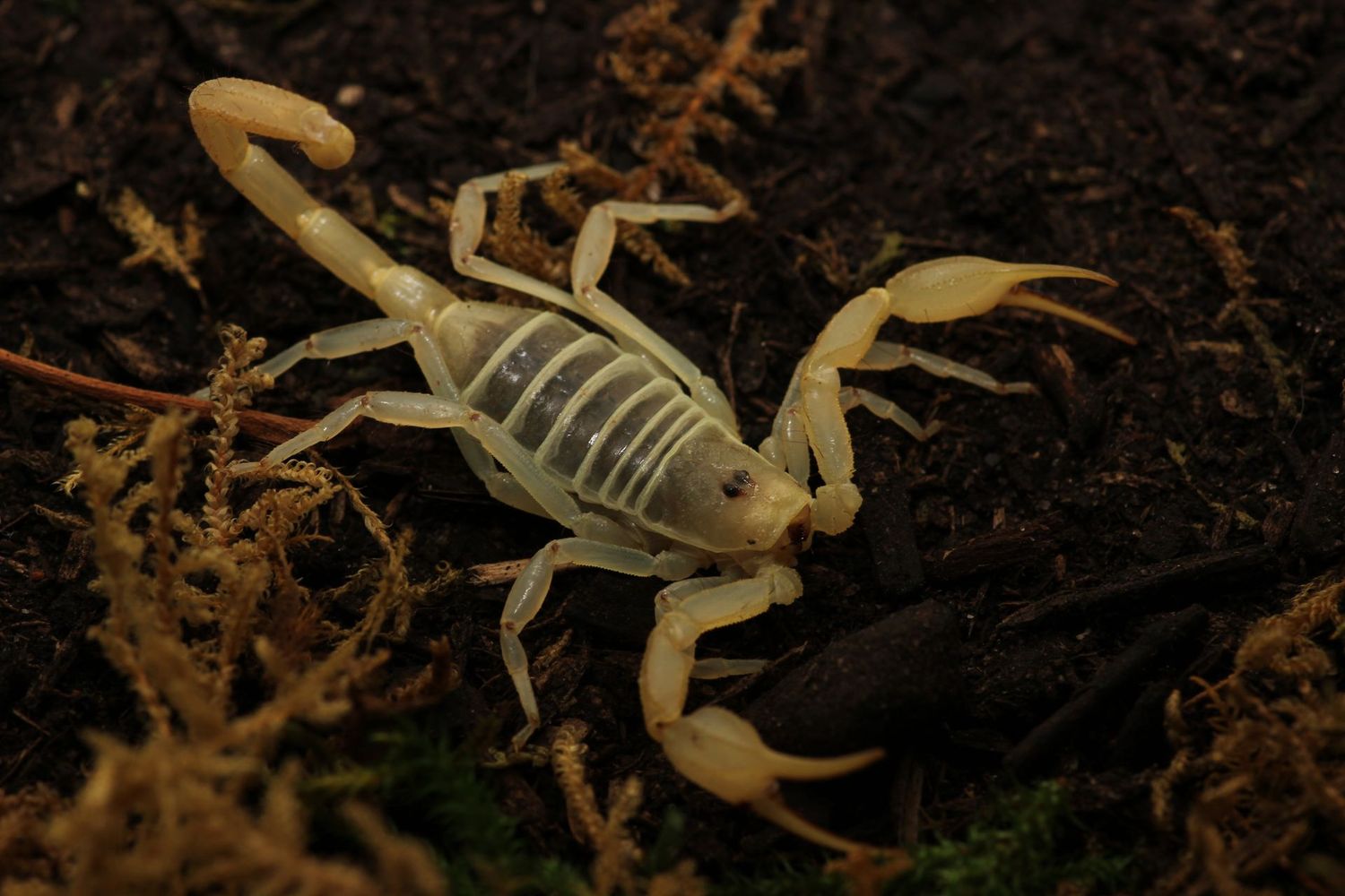 Smeringurus mesaensis 'Sub adult-adult' / Dune scorpion