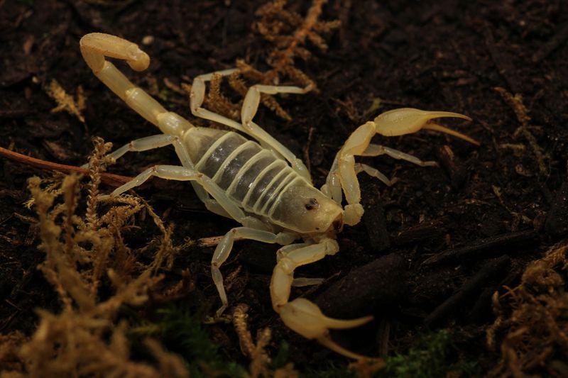 Smeringurus mesaensis 'Sub adult-adult' / Dune scorpion