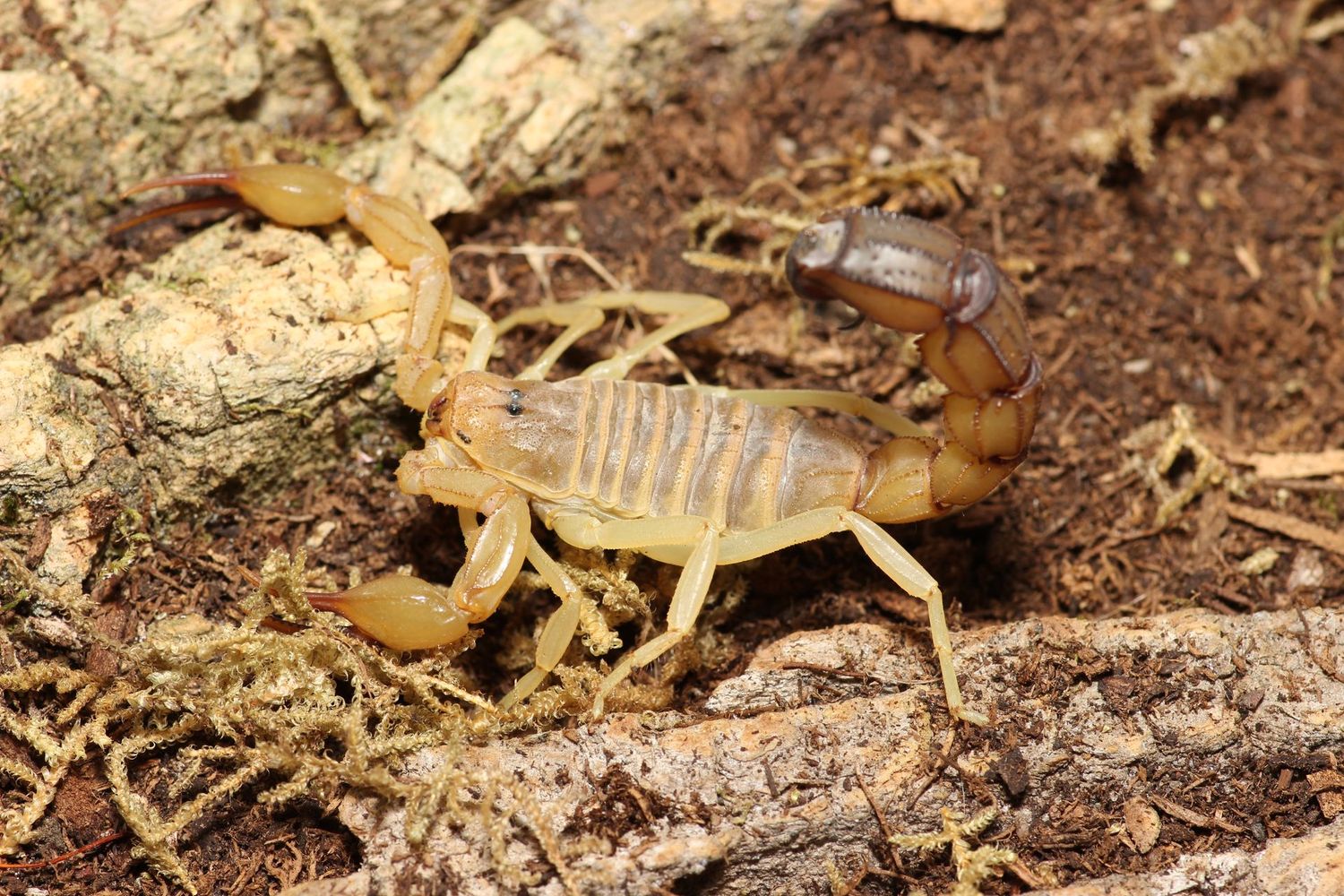 Androctinus australis Captive bred juveniles 1"+ / Fattail scorpion