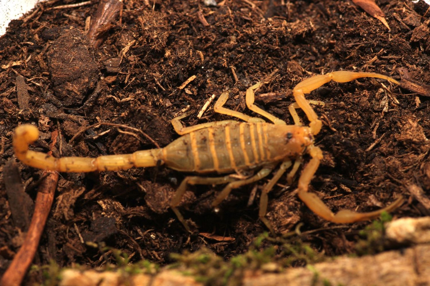 Centruroides sculpturatus 'Sub adult-adult' / Arizona bark scorpion